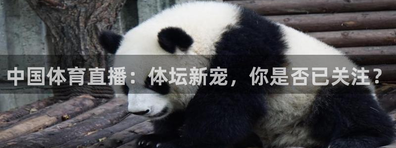 中国体育直播：体坛新宠，你是否已关注？